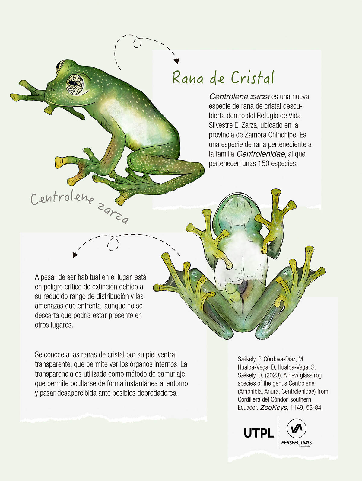 Infograf A De Rana De Cristal Centrolene Zarza Zamora Chinchipe