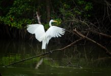 Conoce 8 increíbles aves de la costa ecuatoriana
