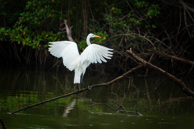 Conoce 8 increíbles aves de la costa ecuatoriana