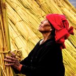 Recogida totora Otavalo