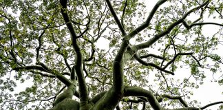 La falta de información, una de las mayores amenazas para el Bosque Seco