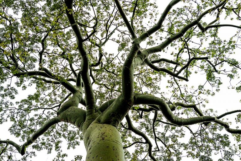 La falta de información, una de las mayores amenazas para el Bosque Seco