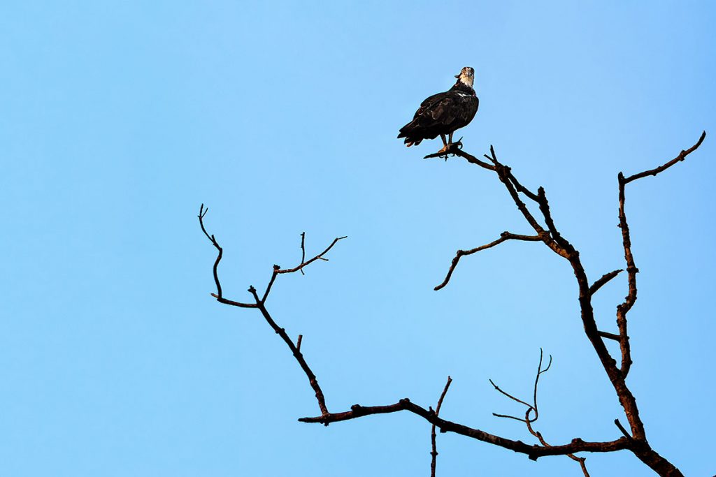 El agula pescadora vive en el manglar. Aguila Pescadora (Pandion haliaetus). Foto: Javier Vázquez.