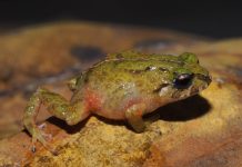 Una nueva especie diminuta de rana es descubierta por investigadores de la UTPL Pristimantis tiktik es una nueva especie de anfibio descubierta en Ecuador