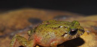 Una nueva especie diminuta de rana es descubierta por investigadores de la UTPL Pristimantis tiktik es una nueva especie de anfibio descubierta en Ecuador