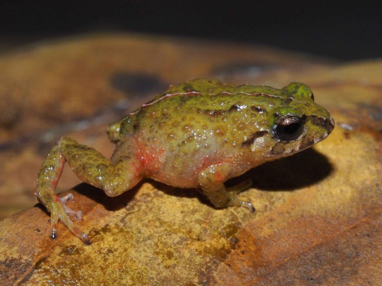 Pristimantis tiktik es una nueva especie de anfibio descubierta en Ecuador