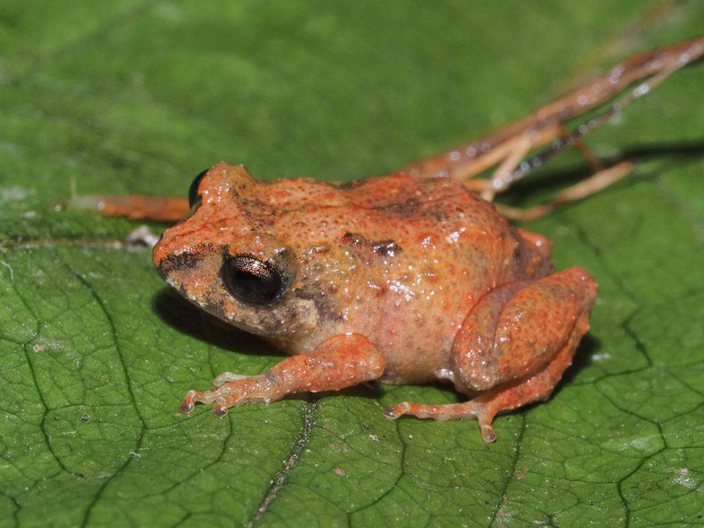 Pristimantis tiktik es una nueva especie de anfibio descubierta en Ecuador