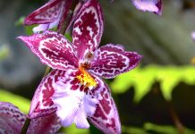 Podocarpus: El jardín botánico de América Orquídea del Parque Nacional Yacuri.