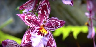 Podocarpus: El jardín botánico de América Orquídea del Parque Nacional Yacuri.