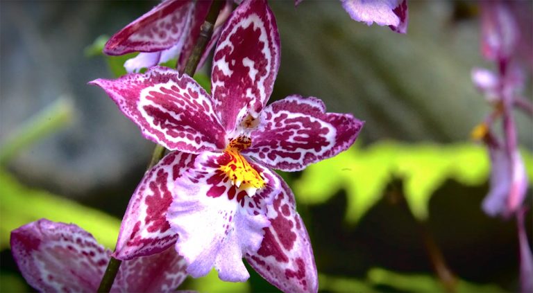 Orquídea del Parque Nacional Yacuri.