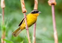 El paraíso escondido Hemispingo es un ave que vive en el podocarpus