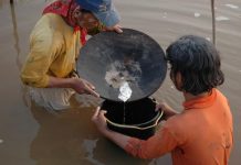 Especies vegetales para frenar el impacto del mercurio