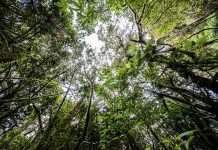 Importancia de conservar los bosques para combatir el cambio climático Los bosques son un potente agente contra el cambio climático