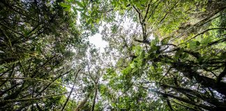 Importancia de conservar los bosques para combatir el cambio climático Los bosques son un potente agente contra el cambio climático