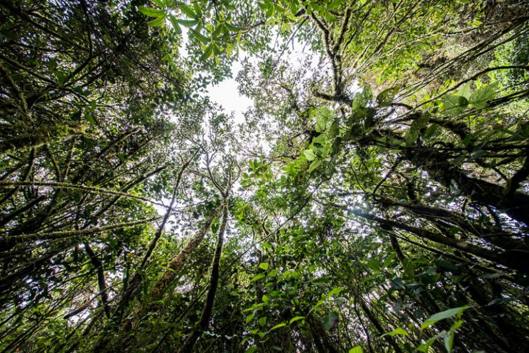 Los bosques son un potente agente contra el cambio climático