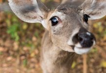El venado puede ser la clave para salvar los bosques secos de Ecuador Venado en el bosque seco