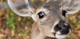El venado puede ser la clave para salvar los bosques secos de Ecuador Venado en el bosque seco