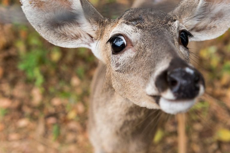 Venado en el bosque seco