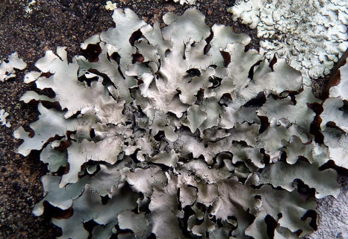 Liquen en la corteza de un árbol.