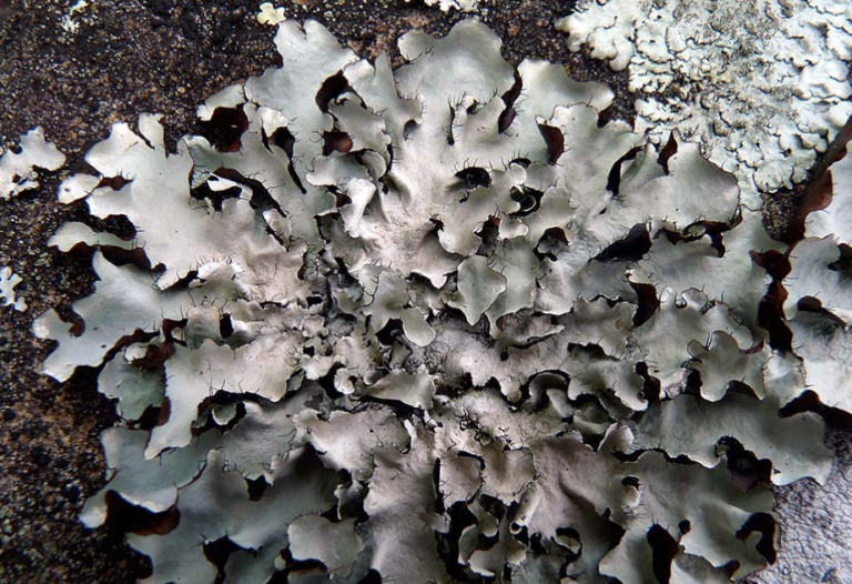 Liquen en la corteza de un árbol.