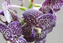 Una relación simbiótica que mejorará la conservación de orquídeas en Ecuador Orquídea Vanda