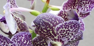 Una relación simbiótica que mejorará la conservación de orquídeas en Ecuador Orquídea Vanda