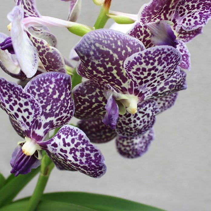 Orquídea Vanda