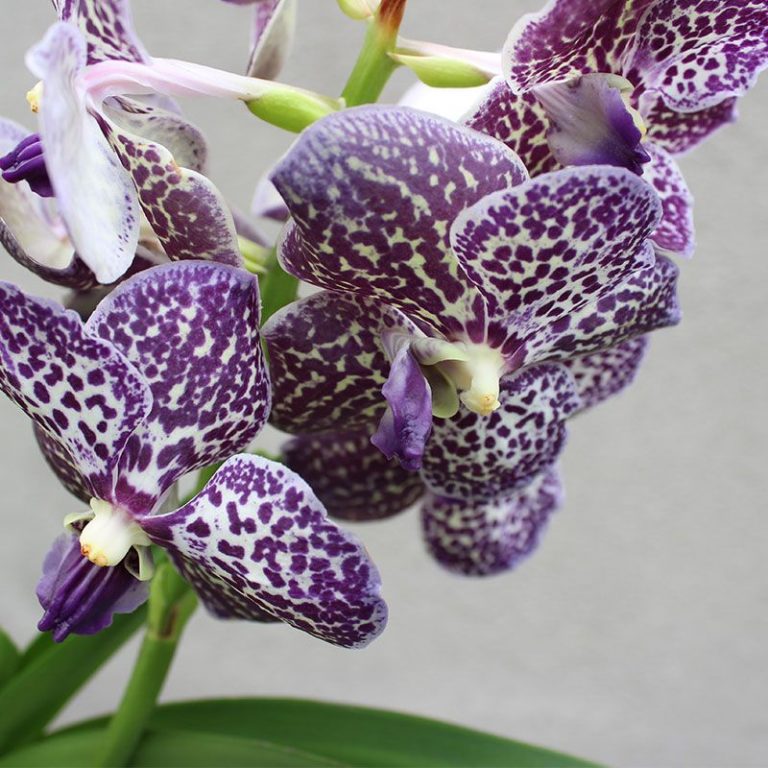Orquídea Vanda