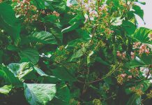 ¿Cascarilla en peligro? cascarilla