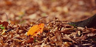 Efectos de la presión humana sobre el bosque seco bosque seco
