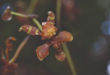 Hongos micorrízicos y bacterias para mejorar la producción y la recuperación de orquídeas orquídeas