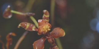 Hongos micorrízicos y bacterias para mejorar la producción y la recuperación de orquídeas orquídeas
