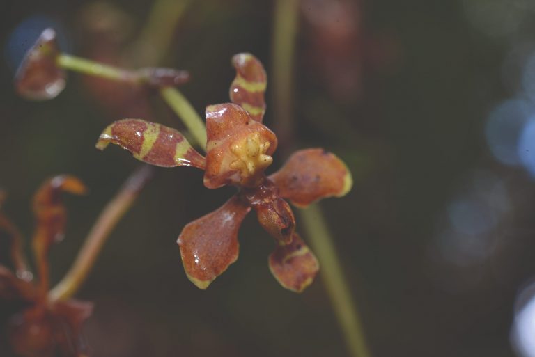 Hongos micorrízicos y bacterias para mejorar la producción y la recuperación de orquídeas
