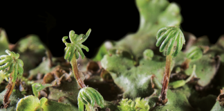 Briófitos y líquenes como indicadores de la calidad del aire y del agua briofitos