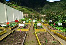 Promueven huertos escolares para educar en seguridad alimentaria huertos familiares