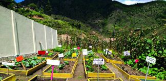 Promueven huertos escolares para educar en seguridad alimentaria huertos familiares