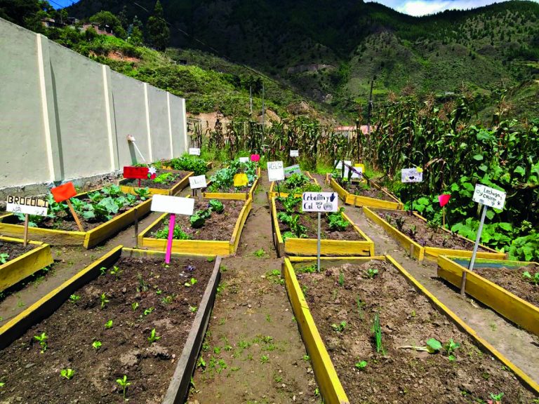 Promueven huertos escolares para educar en seguridad alimentaria