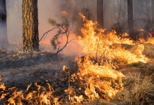 Educación social para prevenir incendios forestales incendio