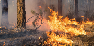 Educación social para prevenir incendios forestales incendio