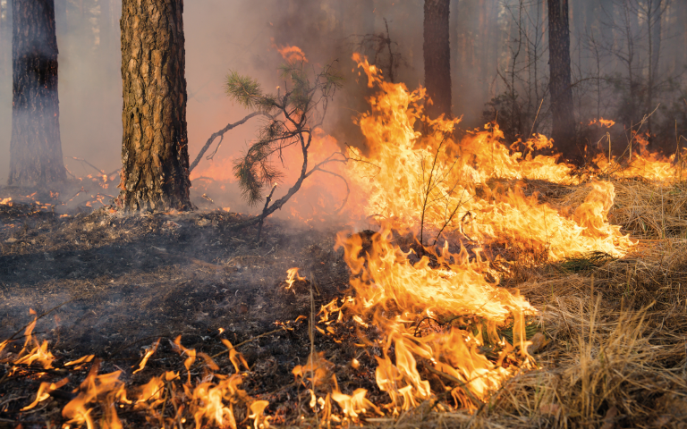 Educación social para prevenir incendios forestales