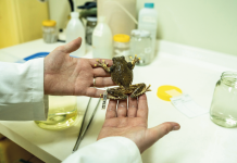 El Museo de Zoología de la Universidad Técnica Particular de Loja, una colección valiosa con especímenes únicos en el mundo rana