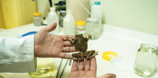 El Museo de Zoología de la Universidad Técnica Particular de Loja, una colección valiosa con especímenes únicos en el mundo rana