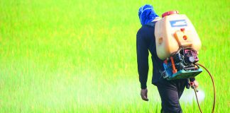 Uso de plaguicidas en la agricultura: ¿riesgo o beneficio? fungicidas