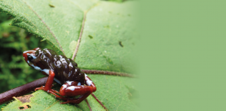 Estudian las condiciones de ecosistemas secos para el desarrollo de anfibios anfibios