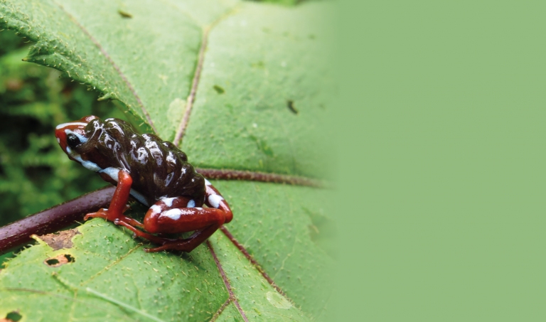 anfibios