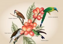 Las claves del café para la conservación de especies