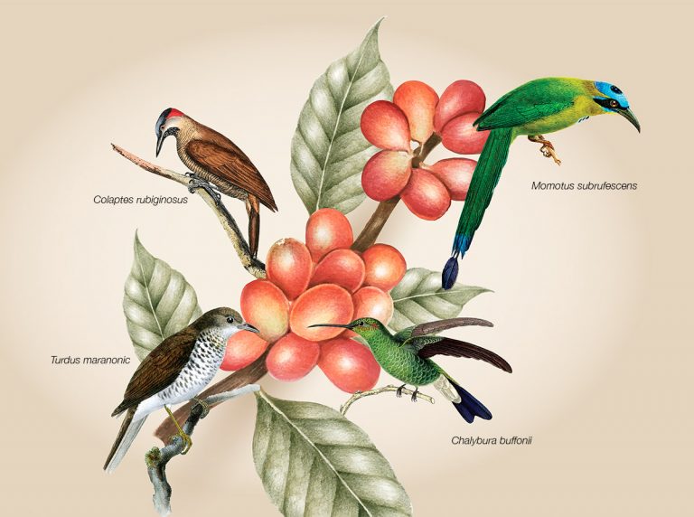 Las claves del café para la conservación de especies