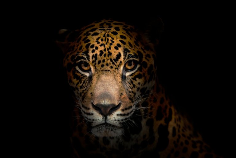 Hallan jaguares en zonas de gran altitud