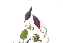 Las plantas con mayor actividad anticancerígena se encontrarían en Ecuador