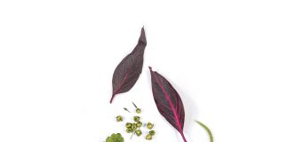 Las plantas con mayor actividad anticancerígena se encontrarían en Ecuador